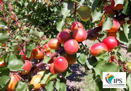 Variety – Apricot - Apricot-tree - Dalival –  Medianta