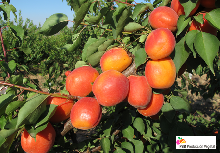 Variety – Apricot - Apricot-tree - Dalival – Nelson
