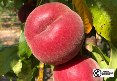 Variety – Peach – Peach tree  – Dalival – Crispsol