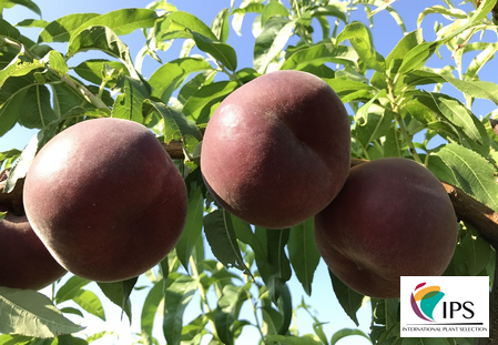 Variety – Peach – Peach tree  – Dalival – Lena