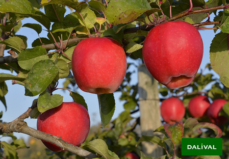 Variedad - Manzana - Manzano  – Dalival - Tonik