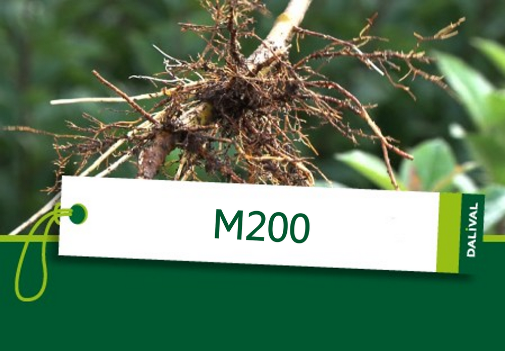 Rootstock M200 Dalival