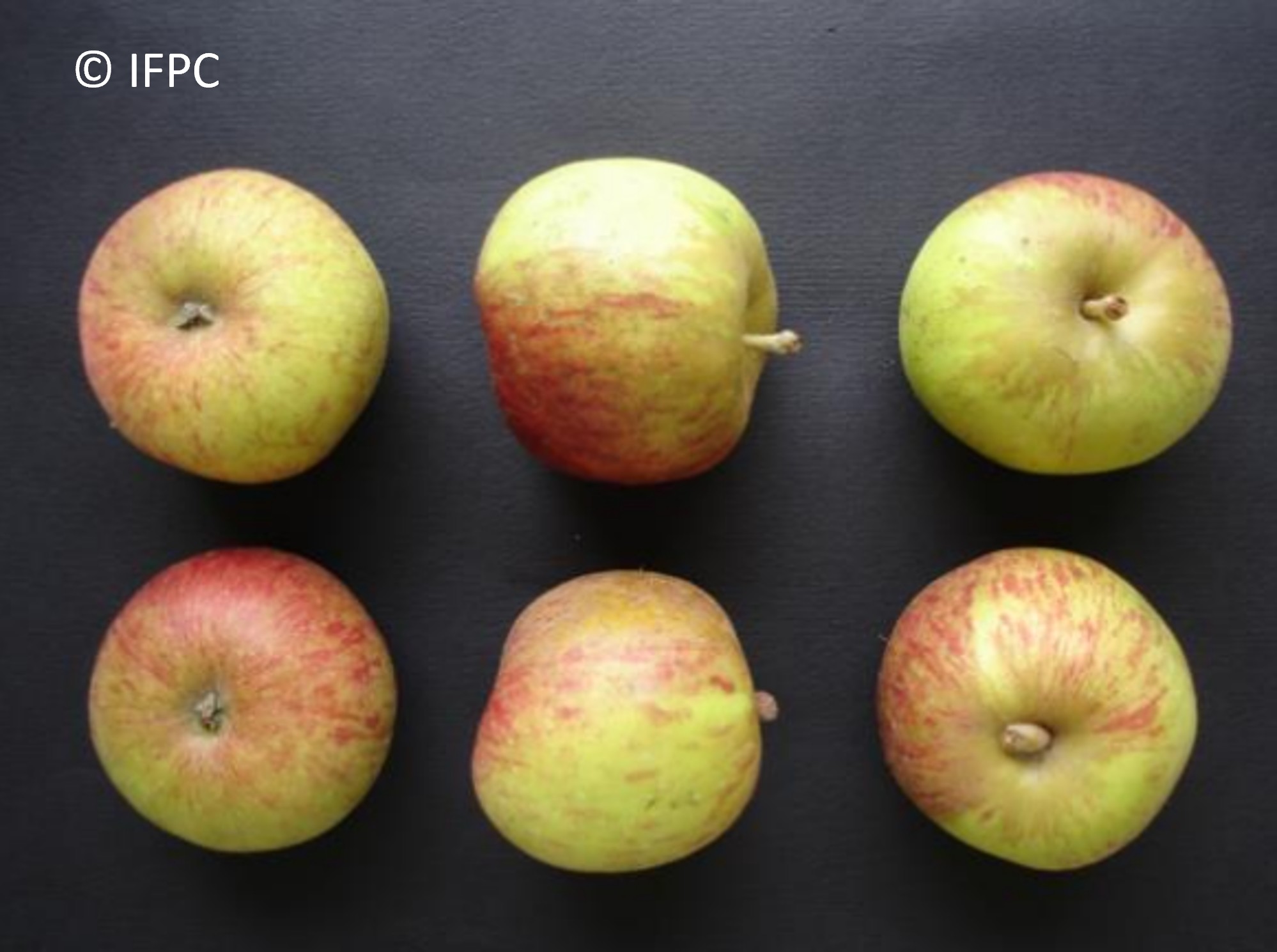 Cider apple variety Dalival