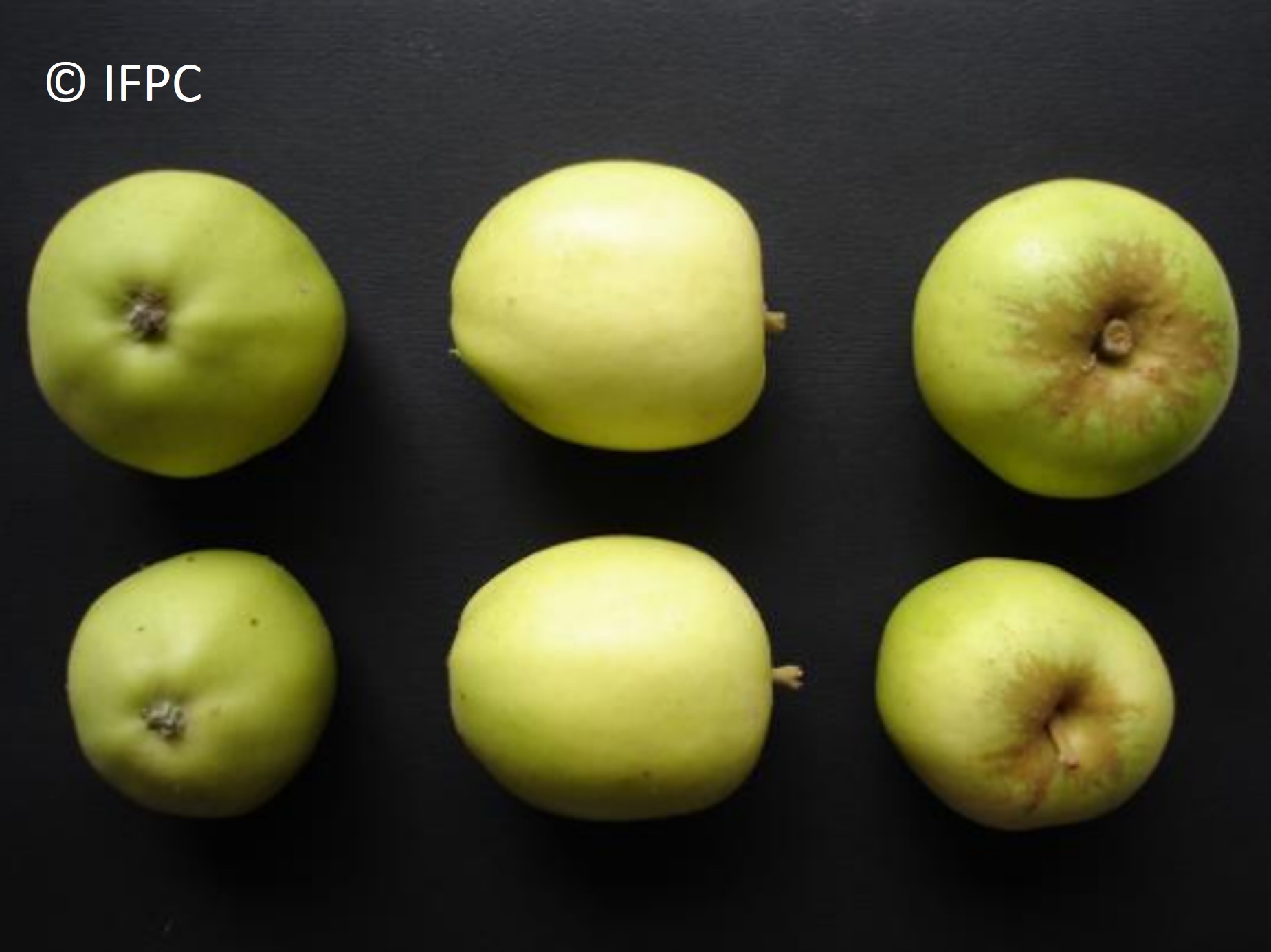 Variedad de manzana de sidra Dalival