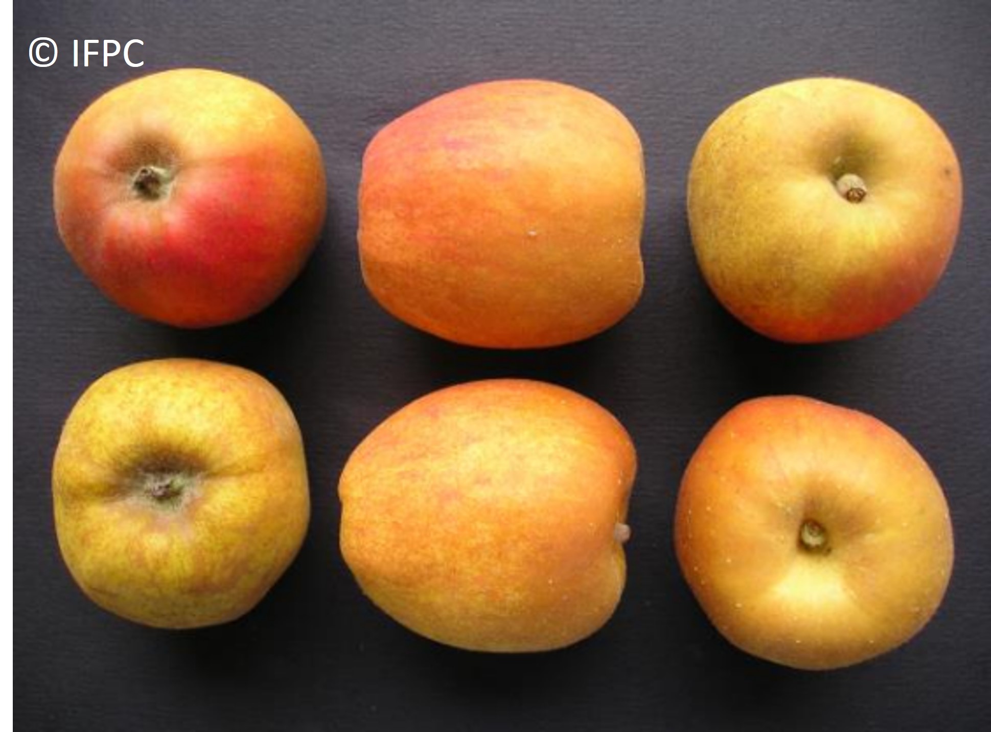 Variedad de manzana de sidra Douce Moen Dalival