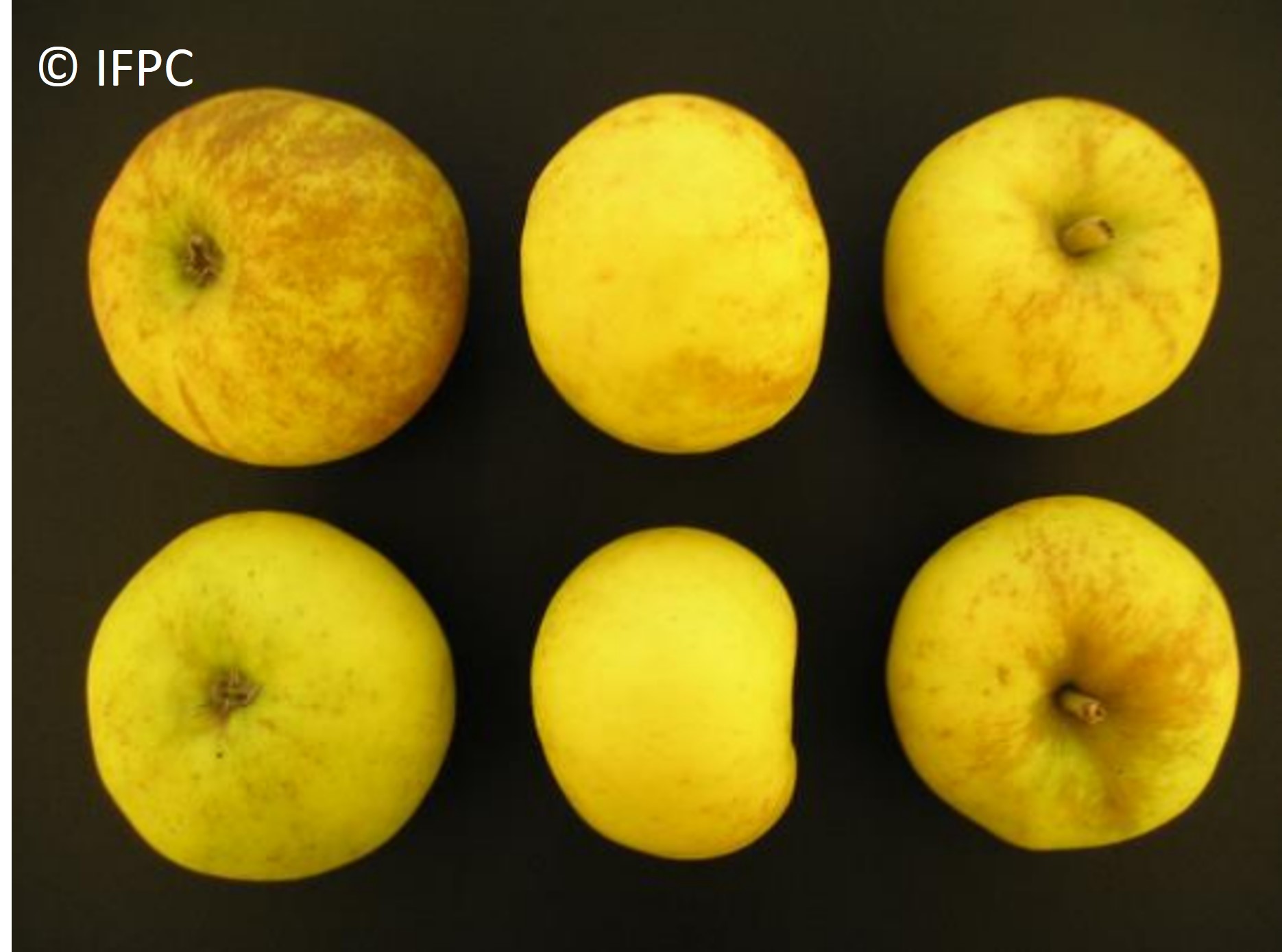Variedad de manzana de sidra Dalival