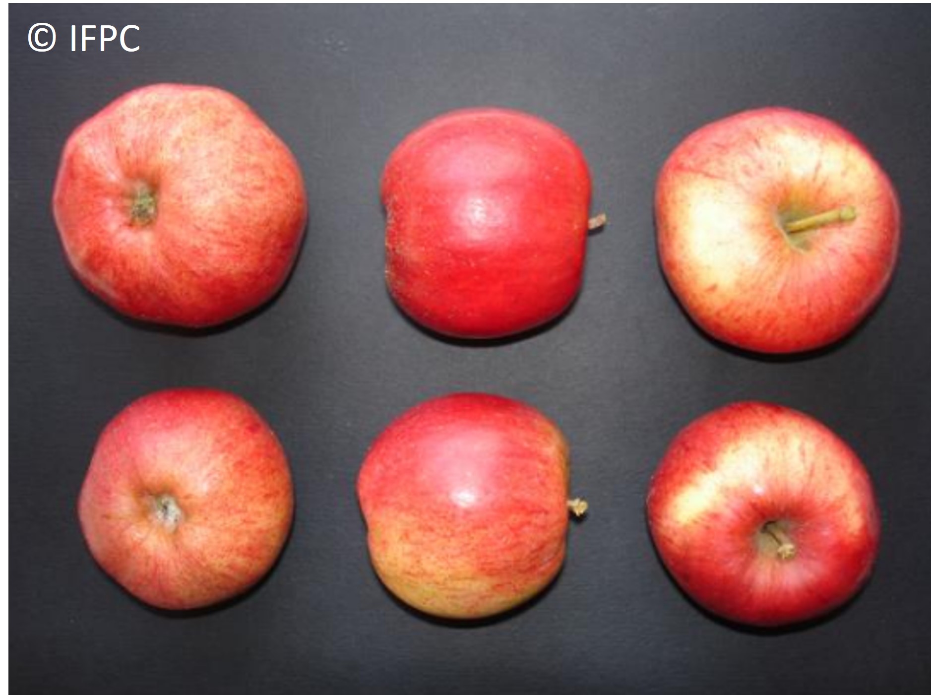 Variedad de manzana de sidra Dalival