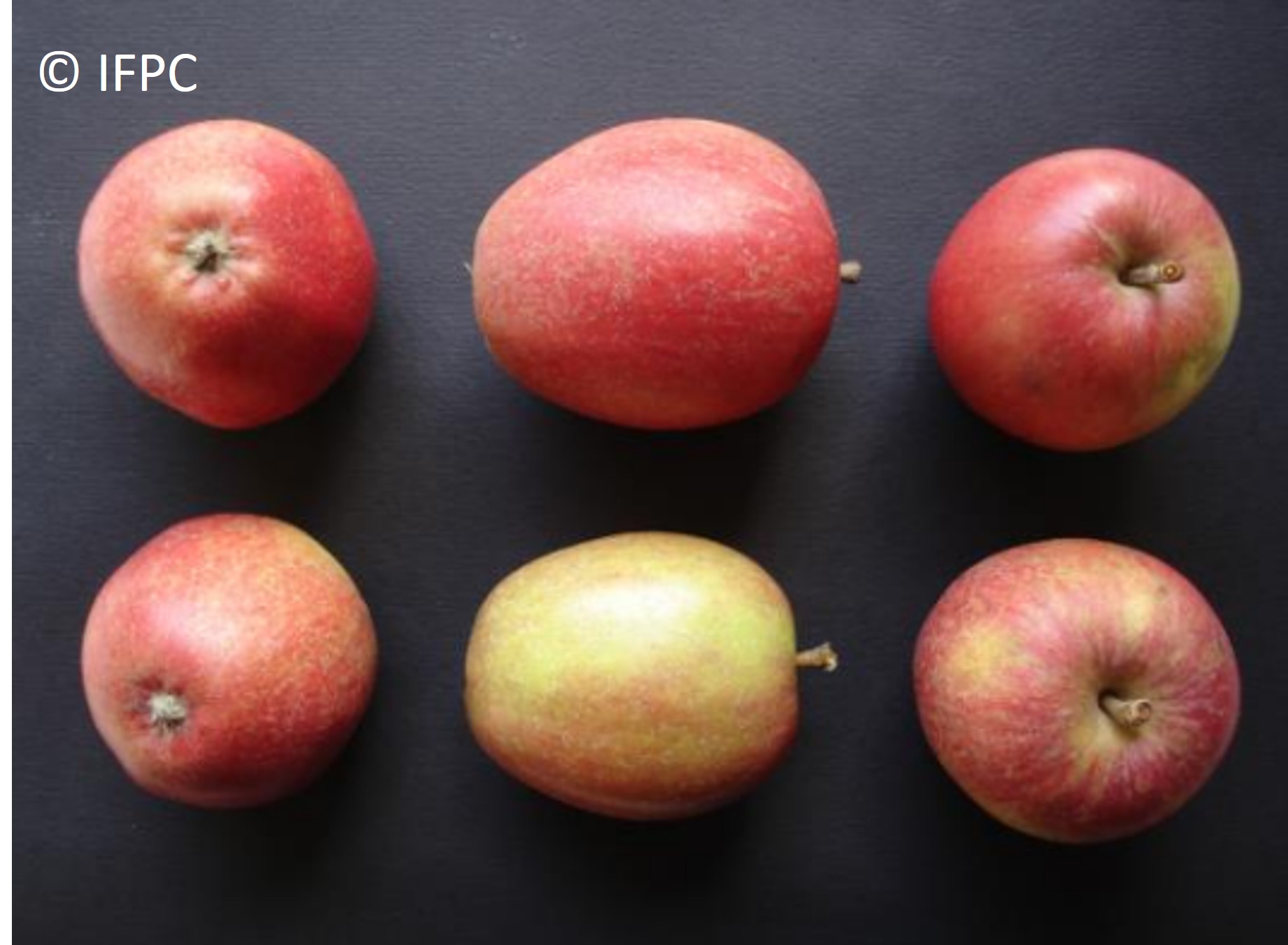 Varietà di mele da sidro Dalival