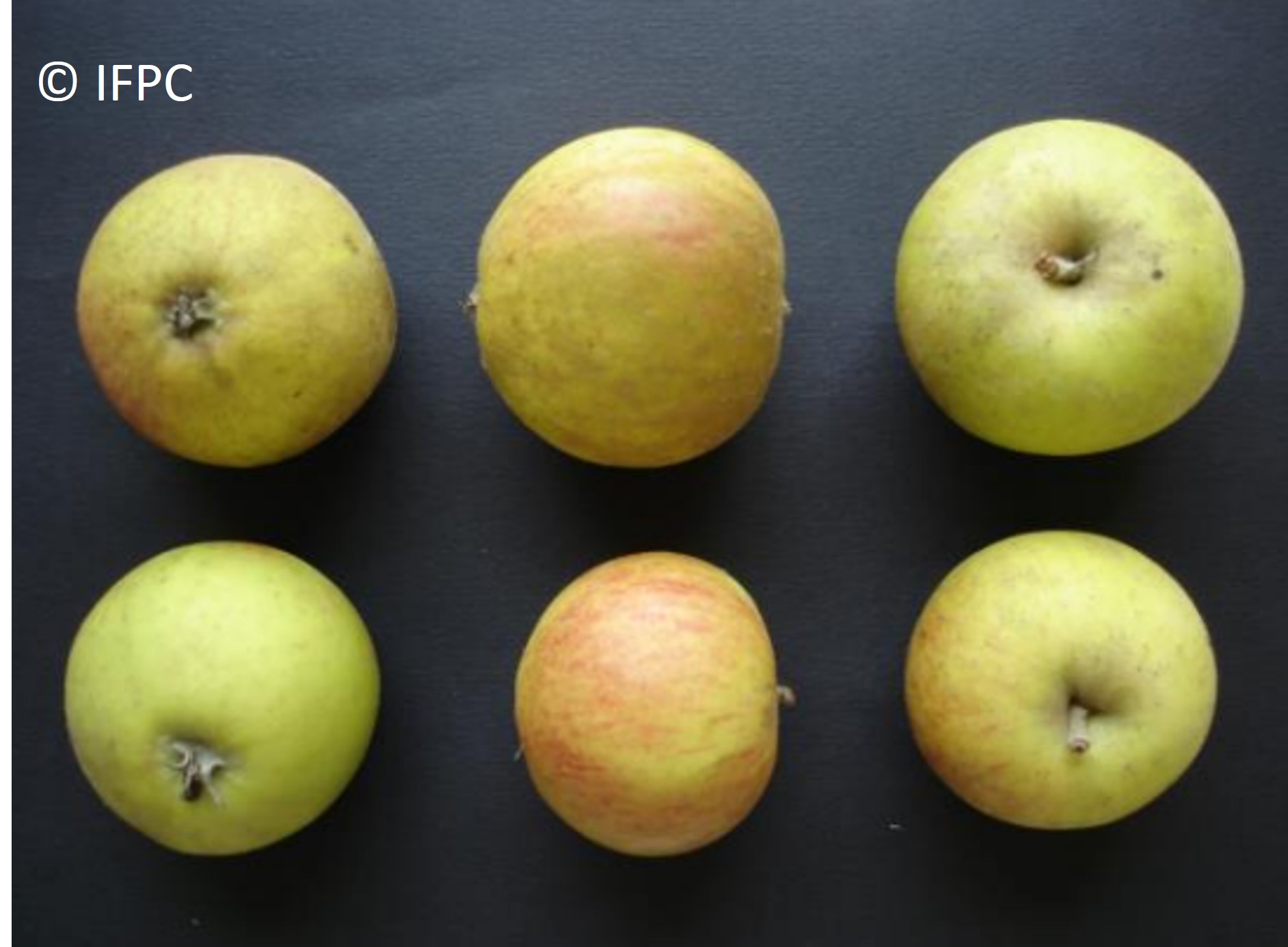 Variedad de manzana de sidra Dalival