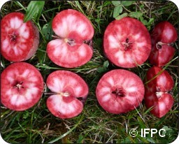 Cider apple variety - Dalival - red flesh