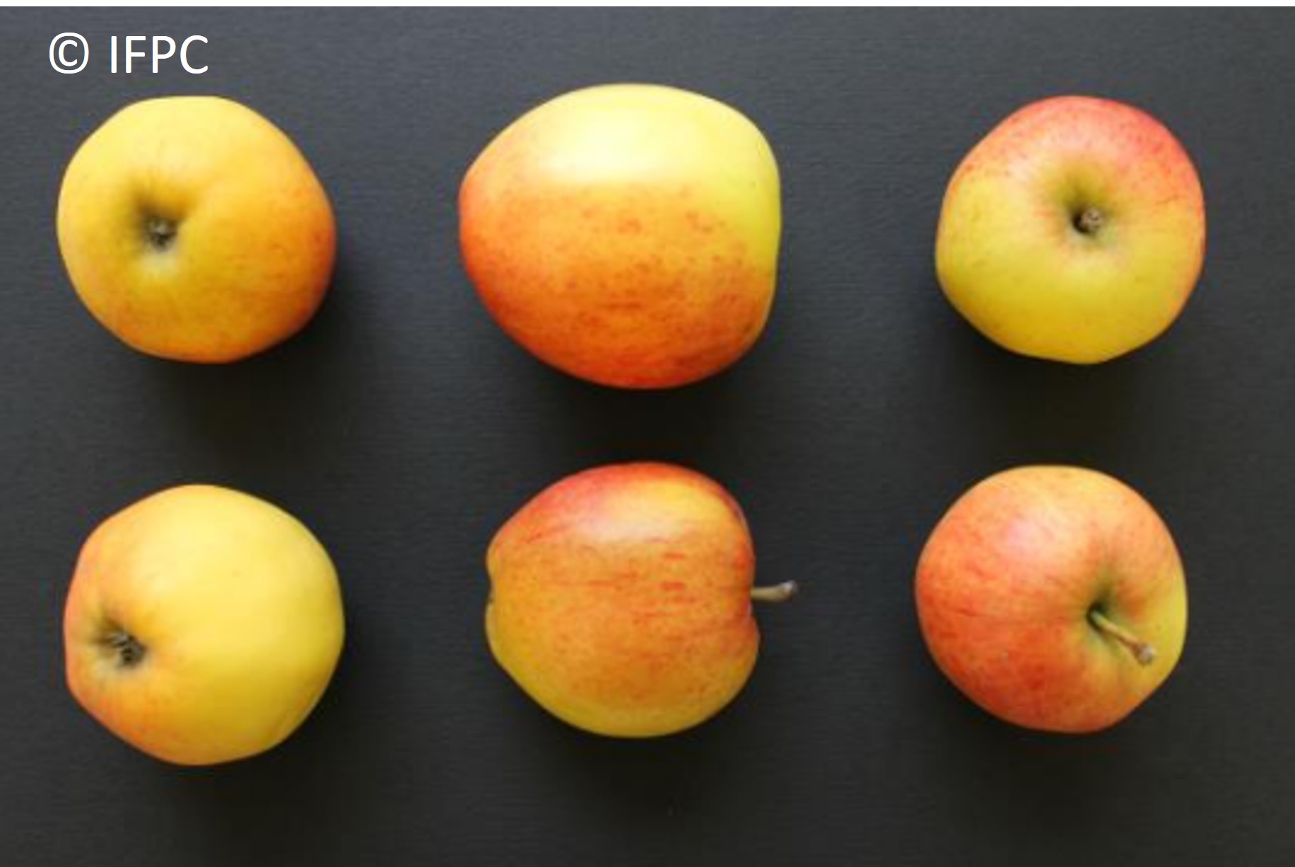 Varietà di mele da sidro Dalival