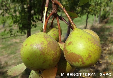 Poire - poiré - Dalival - Champagne