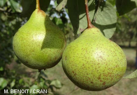 Perry pear variety - Dalival - De cloches