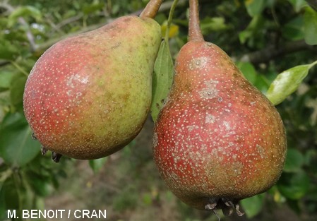 Perry pear variety - Dalival - Fausset