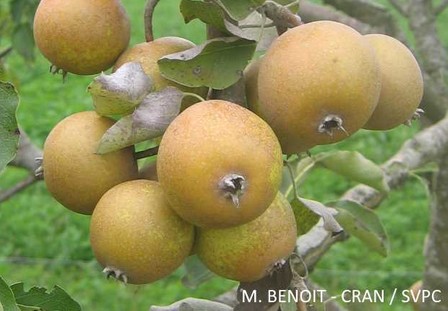 Sorte Perry-Birne - Birnenmost - Dalival - Plant de blanc