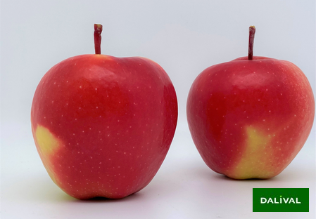 Odmiana - jablko – Dalival - Tonik