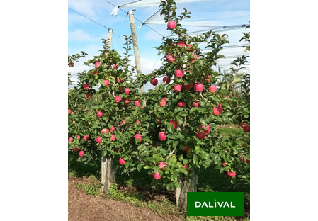 Variety - Apple - Apple tree  – Dalival - Tonik