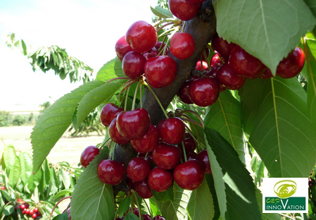 Variété – Cerise – Cerisier - Dalival – Babelle