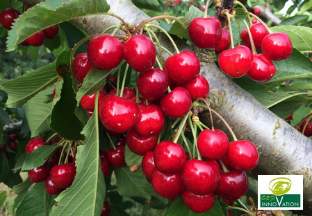 Variété – Cerise – Cerisier - Dalival – Babelle