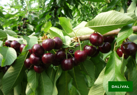 Variété – Cerise – Cerisier - Dalival – Sweet Dave