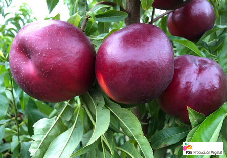 Variété – Nectarine – Dalival – Matiss