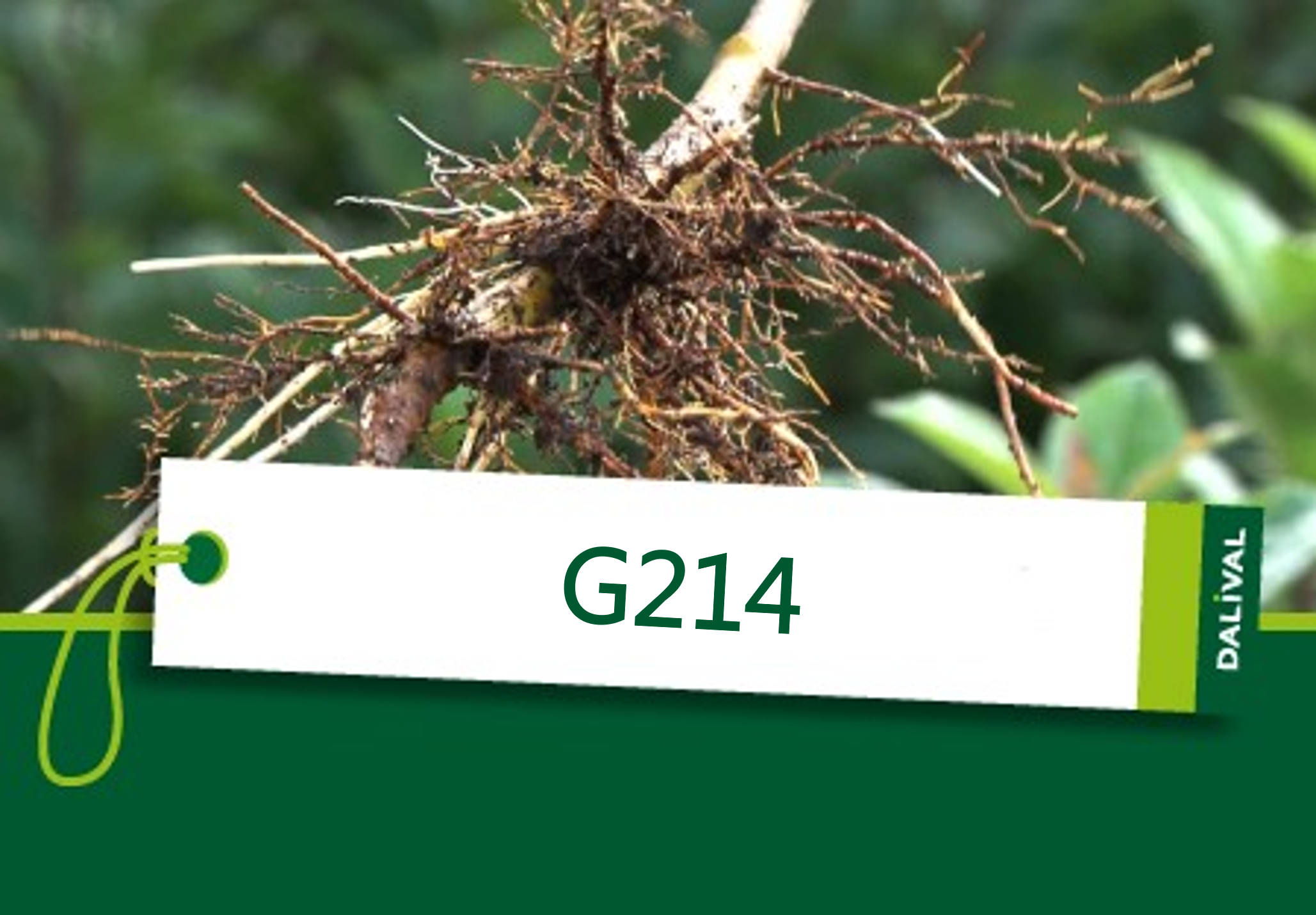 Portainjertos para manzanas  Geneva® G214