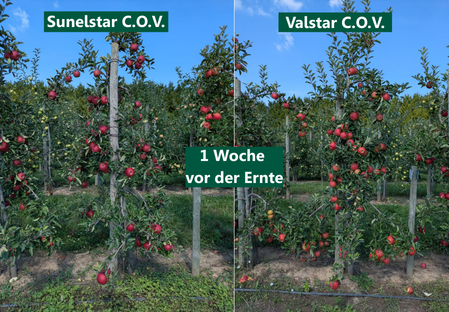 Sorte - Apfel -Apfelbaum - Dalival - Elstar sunelstar