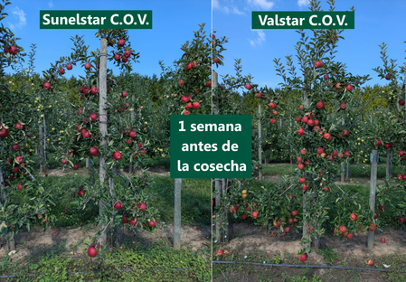 Variedad - Manzana - Manzano -  - Dalival - Elstar sunelstar