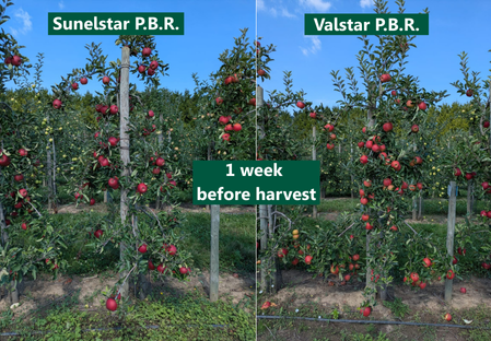 Variety - Apple - Apple tree - Dalival Elstar sunelstar