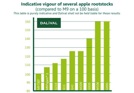 Apple rootstock Geneva® G935