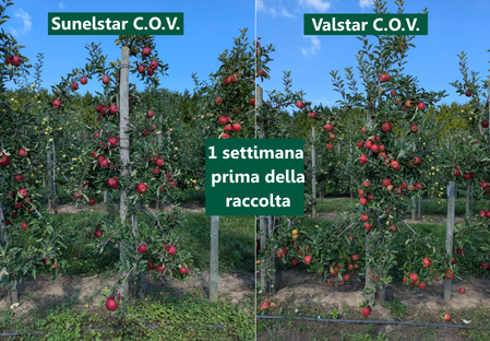 Varietà - Mela - Melo – Dalival - Elstar sunelstar