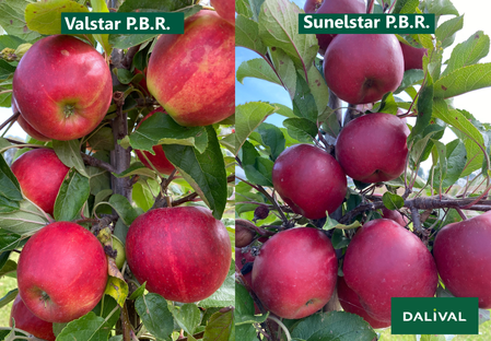 Variety - Apple - Apple tree - Dalival Elstar sunelstar