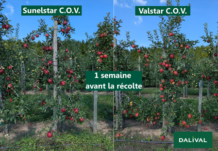 Variete pomme pommier Dalival Elstar sunelstar