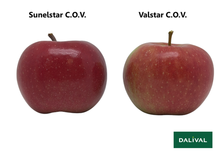 Varietà - Mela - Melo – Dalival - Elstar sunelstar