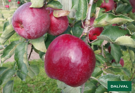Сорт - Яблоко - Яблоня - Даливал – Dalival - Julaxine