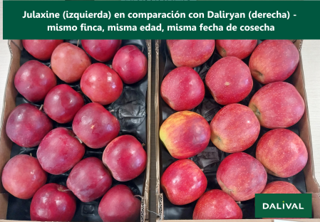 Variedad - Manzana - Manzano - Dalival - JONAGOLD - Julaxine