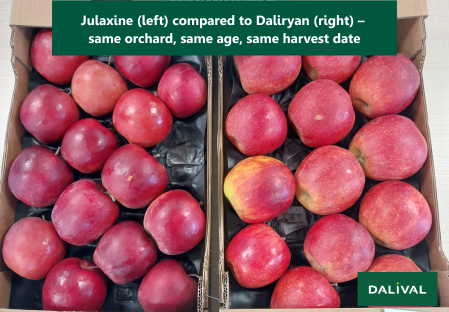 Apple - Apple tree - Dalival - JULAXINE JONAGOLD