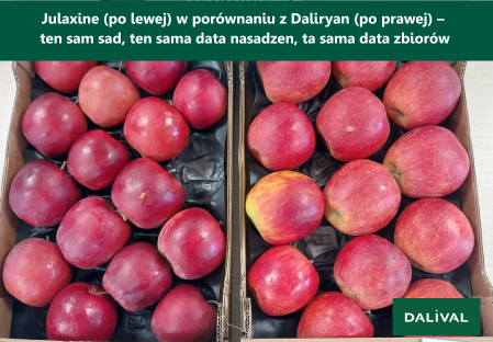 Odmiana - jablko - Dalival - Jonagold - Julaxine