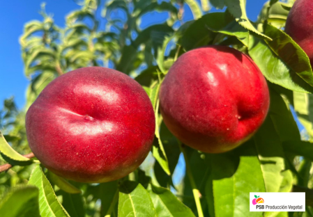 Odmiana - Nektarynka  – Dalival – Alegoria