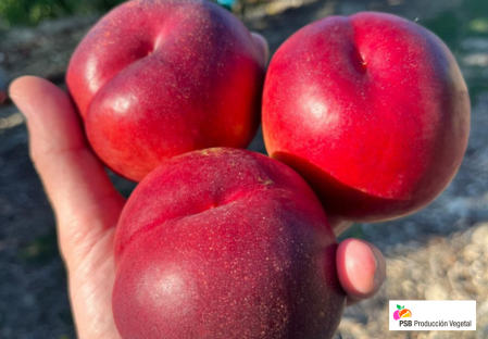 Odmiana - Nektarynka  – Dalival – Alegoria