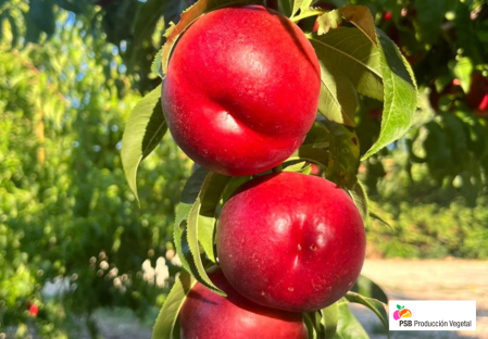 Odmiana - Nektarynka  – Dalival – Alegoria