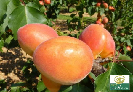 Variété – Abricot – Abricotier - Dalival – Anegat