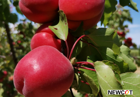 Sorte - Aprikose - Aprikosenbaum – Marillen - Dalival – Cassius