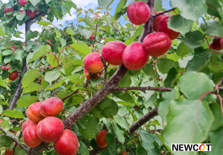 Sorte - Aprikose - Aprikosenbaum – Marillen - Dalival – Cassius