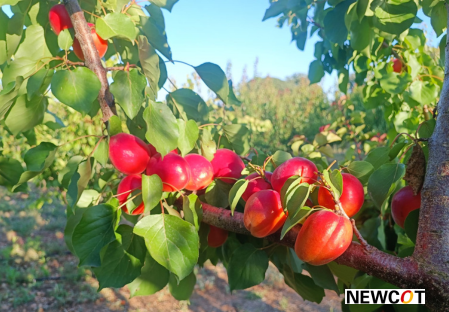 Variété – Abricot – Abricotier - Dalival – Julius