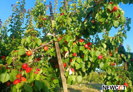 Variété – Abricot – Abricotier - Dalival – Julius