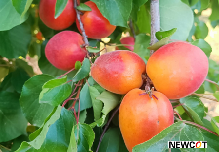 Variété – Abricot – Abricotier - Dalival – Julius