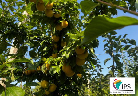 Varietà - Prugna - Dalival – Honey Crisp